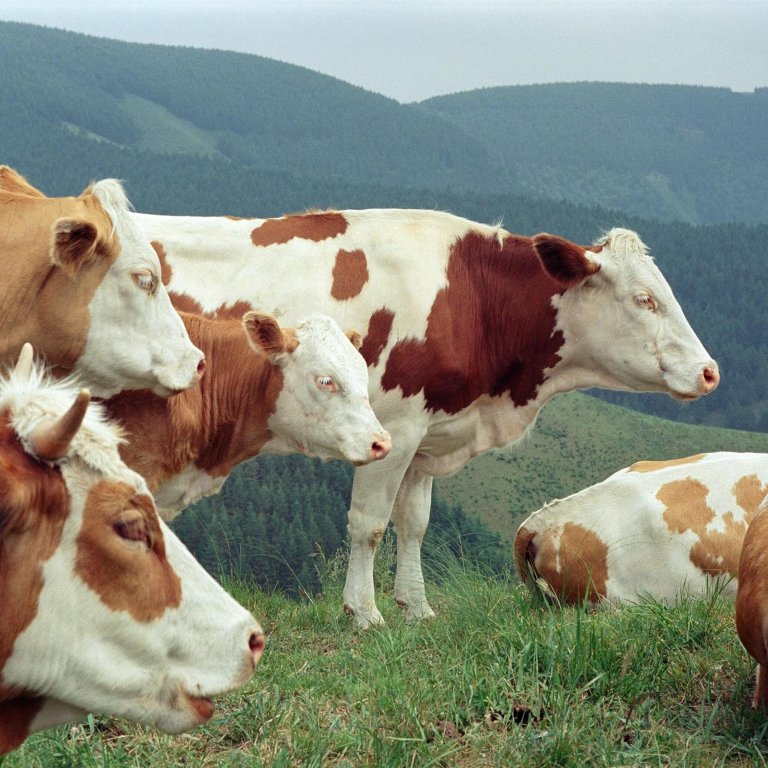Bestandsbetreuung Bayern